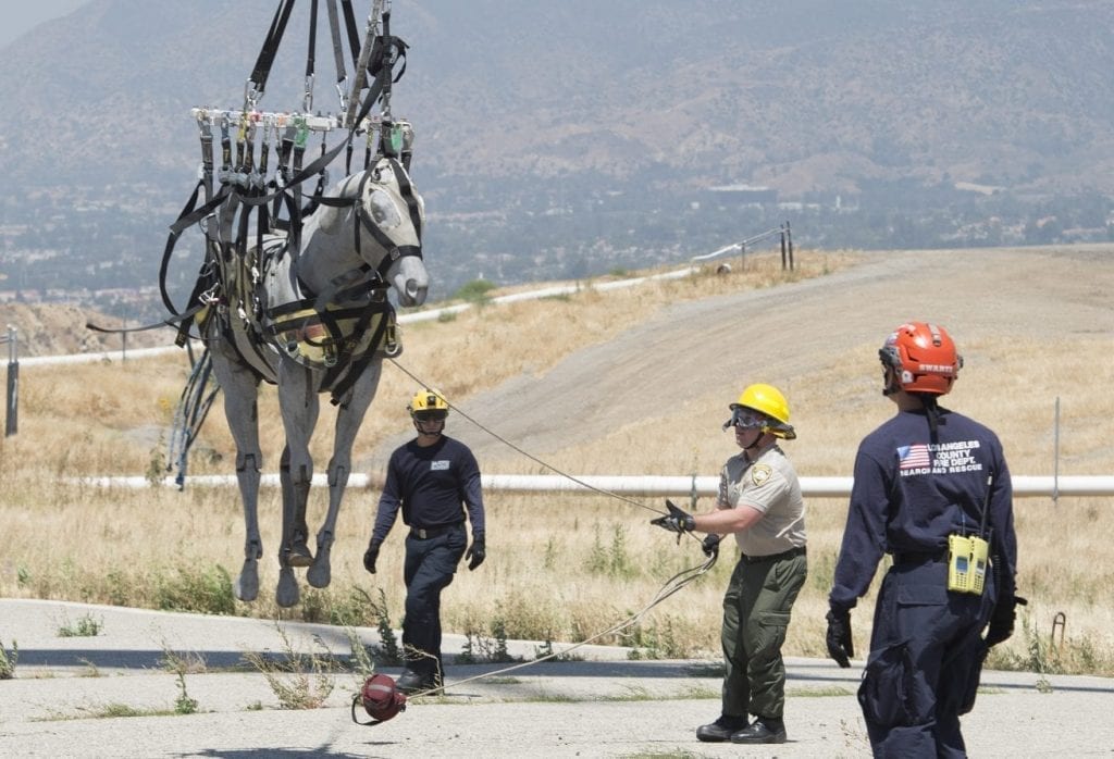 L.A. County Fire and the Department of Animal Care and Control train for large animal rescues.