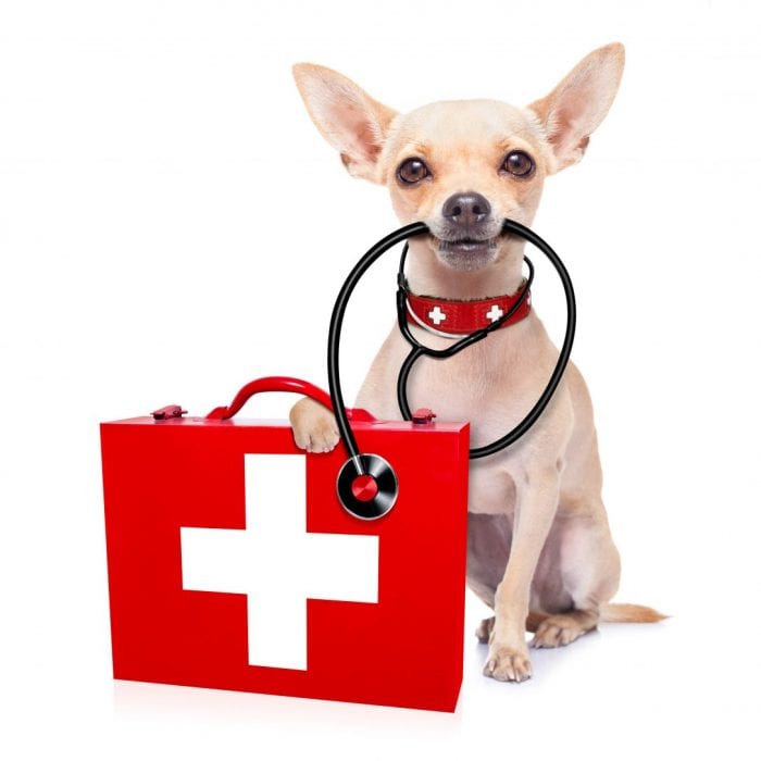 A small dog sits next to a first-aid kit.